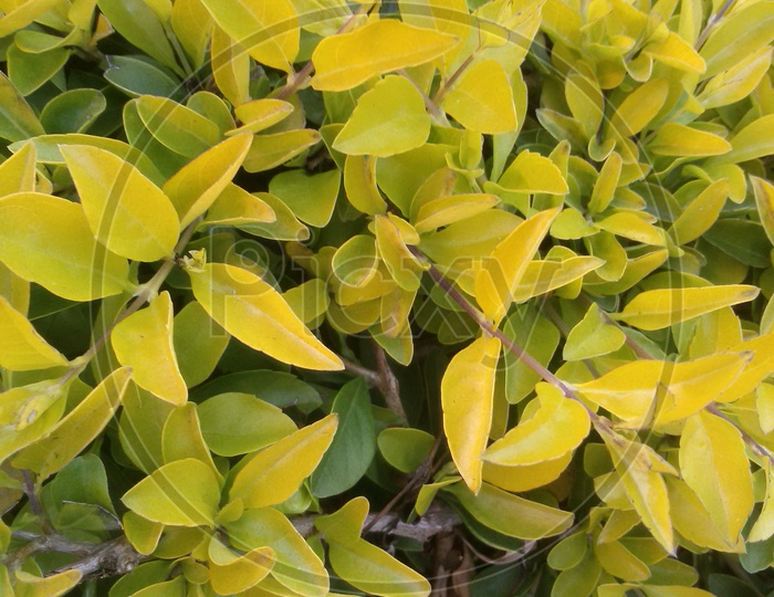 Yellow leaves of a plant
