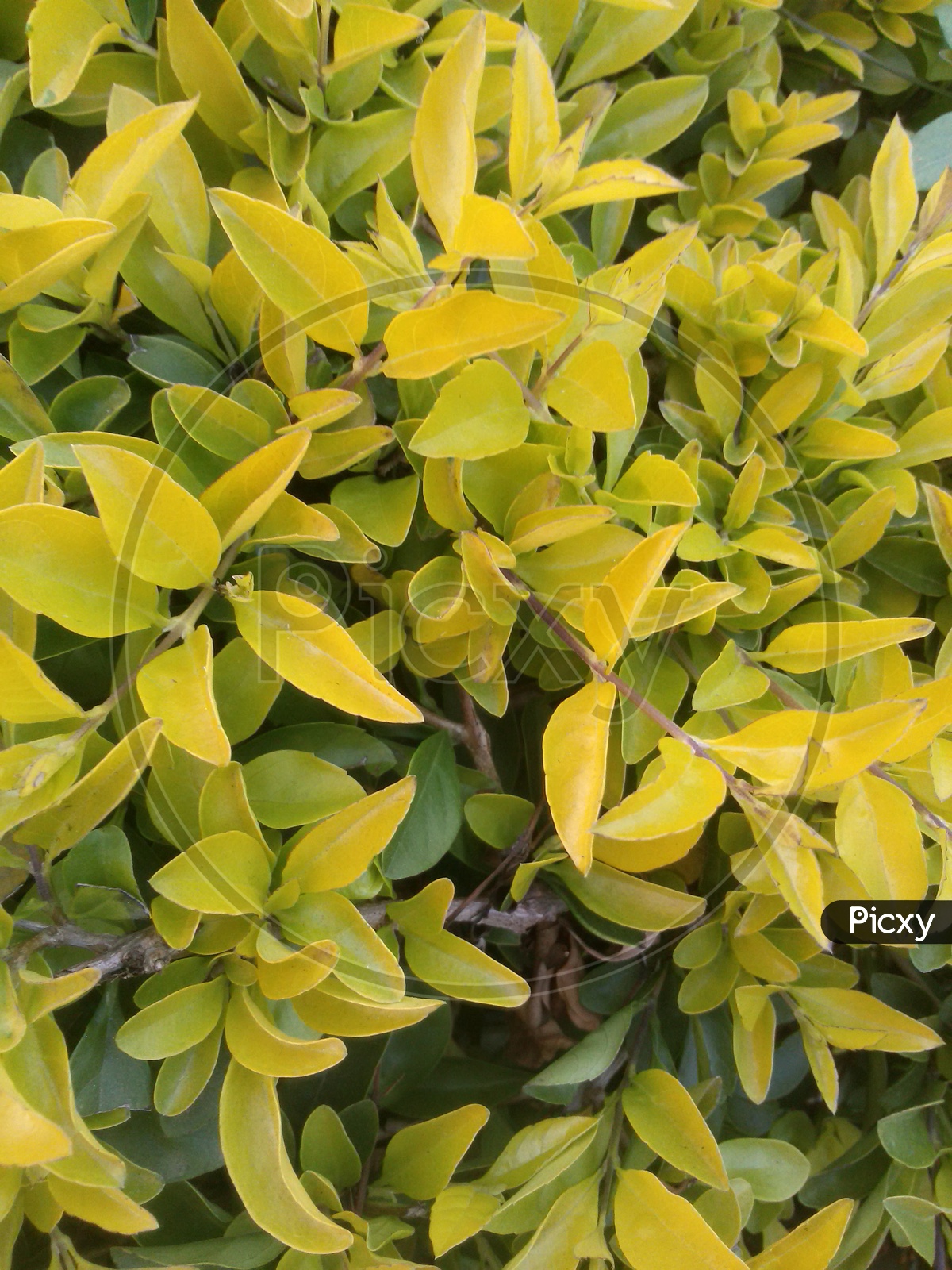 Yellow leaves of a plant