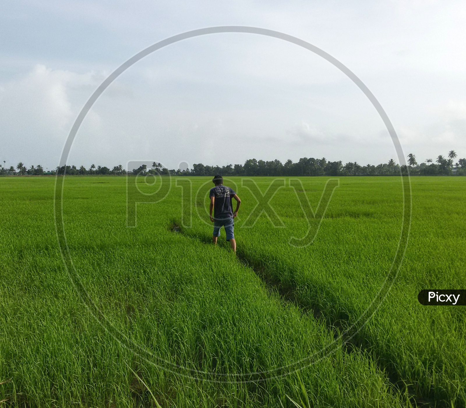 A man walking through the paddy fields