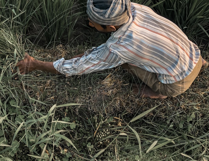 Farmer cutting the Grass alongside a crop