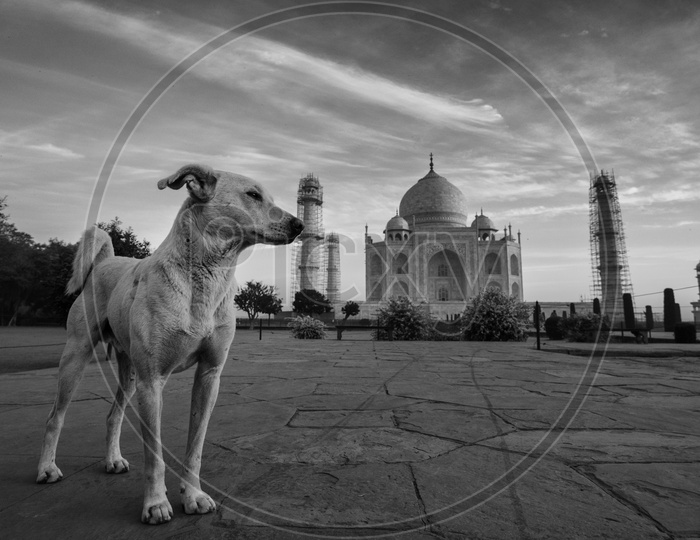 Beautiful Taj Mahal with dog in the foreground