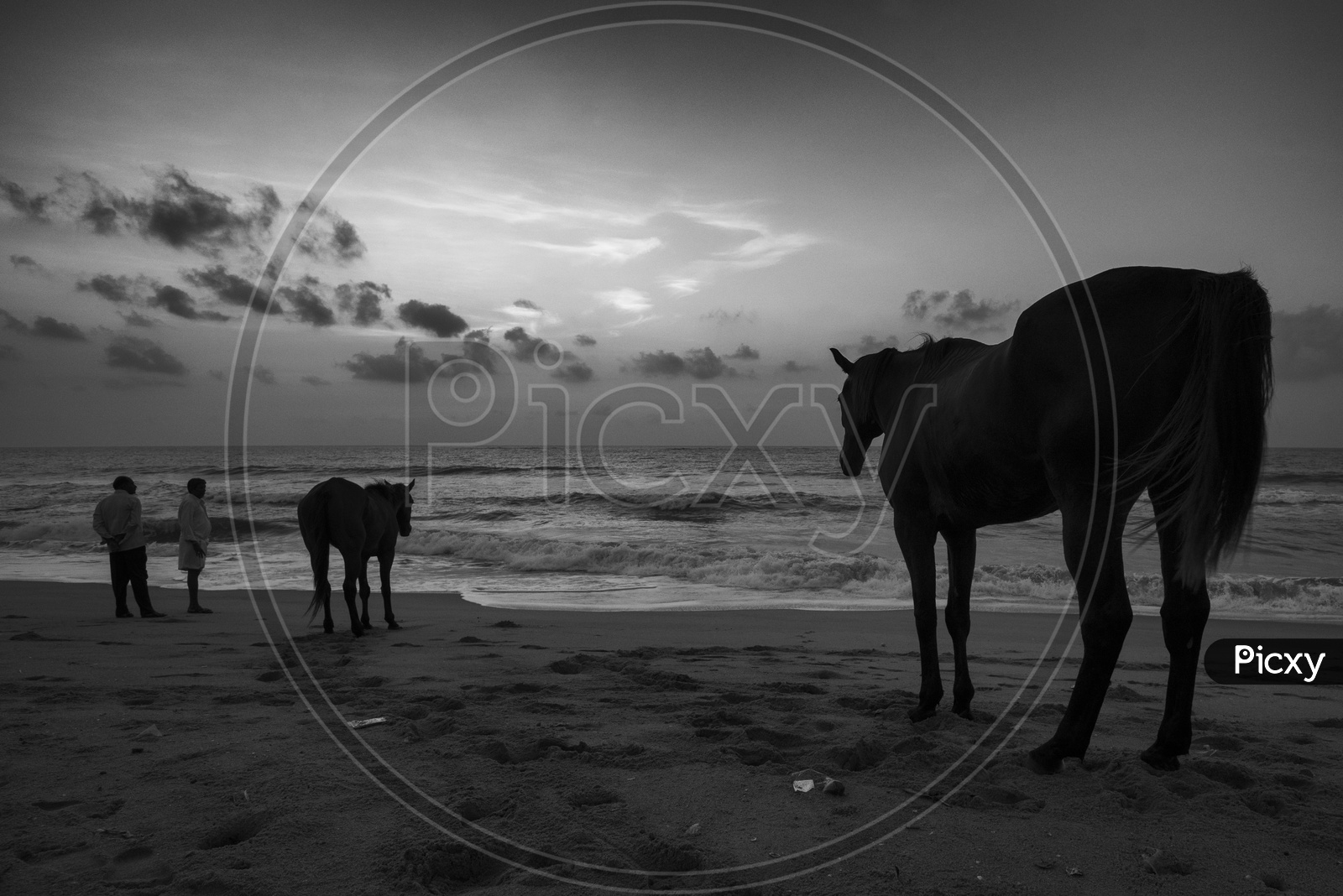 Horses and people in Beach