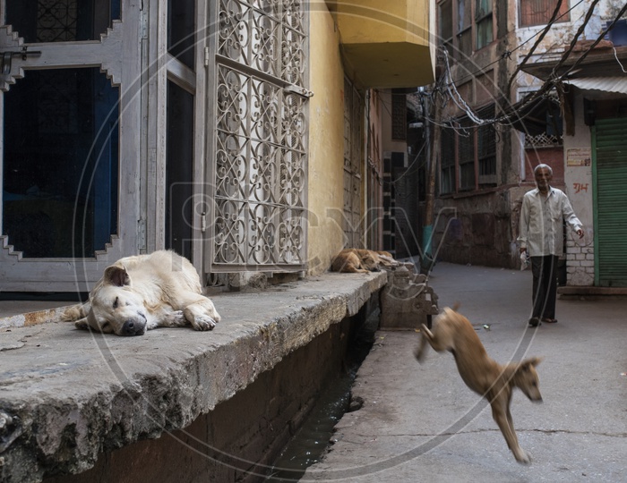 Street Dogs Sleeping