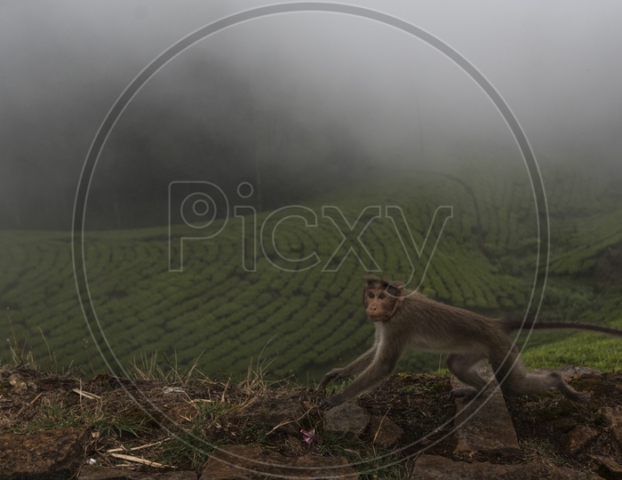 Monkey near Tea Plantations