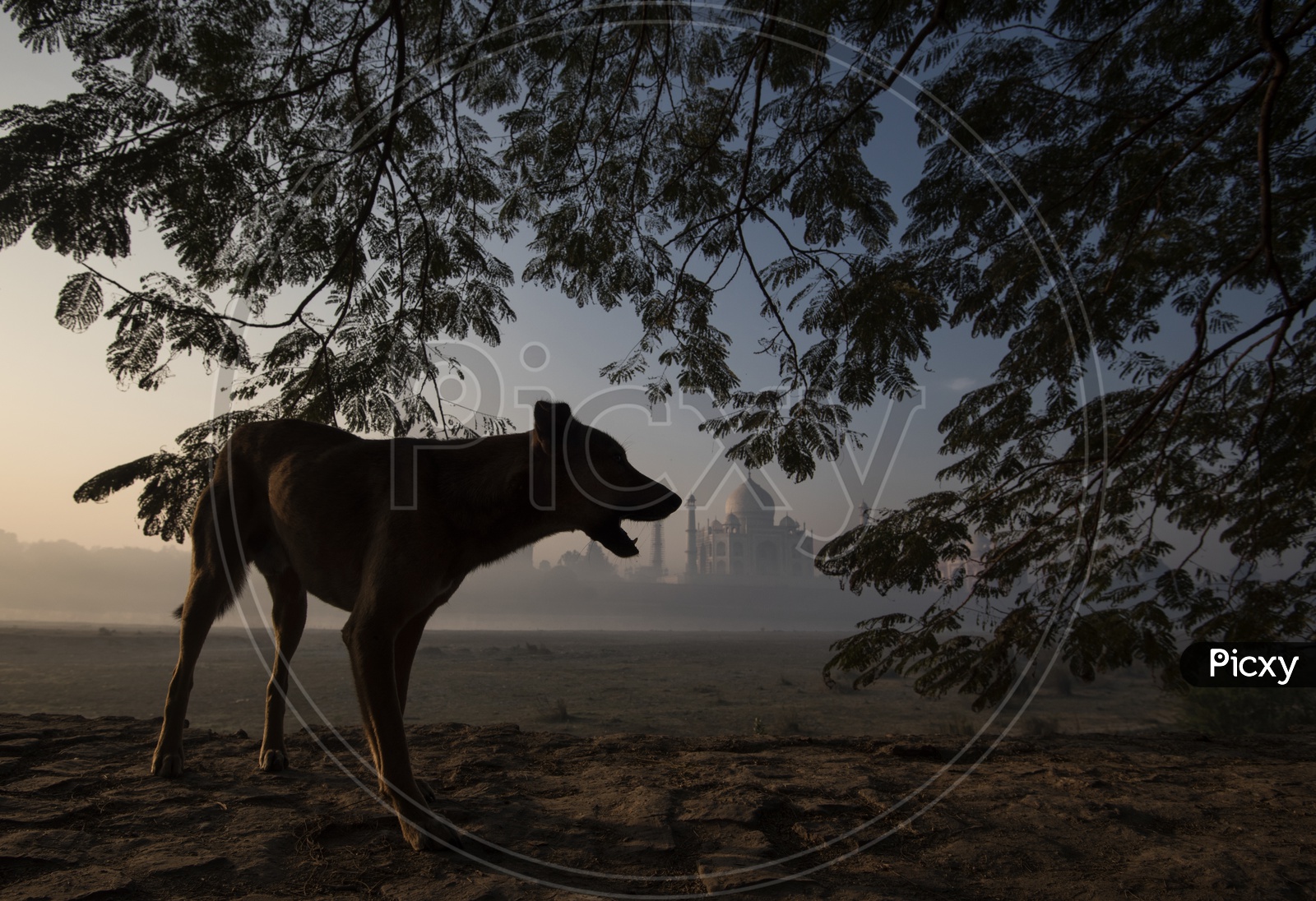 Street Dog under a Tree and Taj Mahal in Background