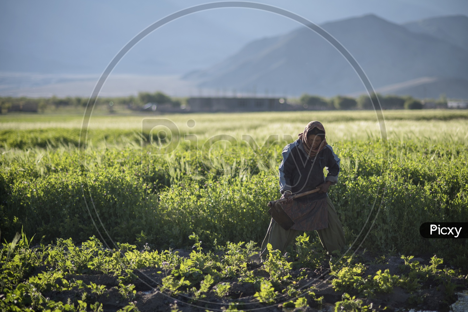 Woman working in Agriculture Field