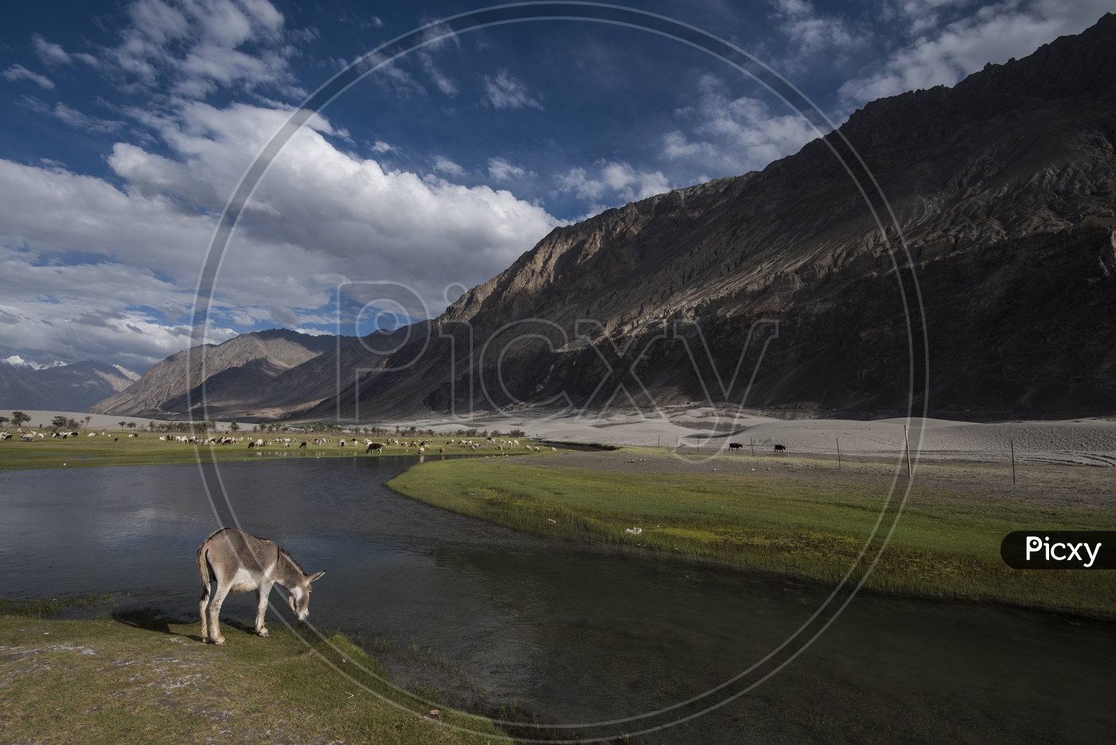 Landscapes of Leh - Mountains, Lakes & a dog