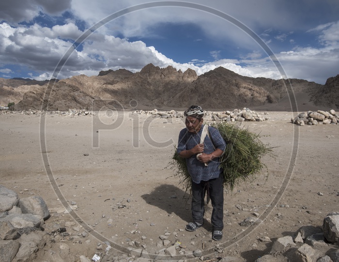 Kashmiri man Holding grass