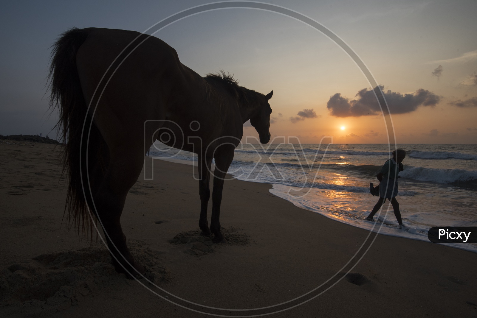 Horses in Beach