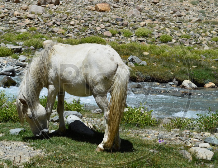 White horse grazing beside a river