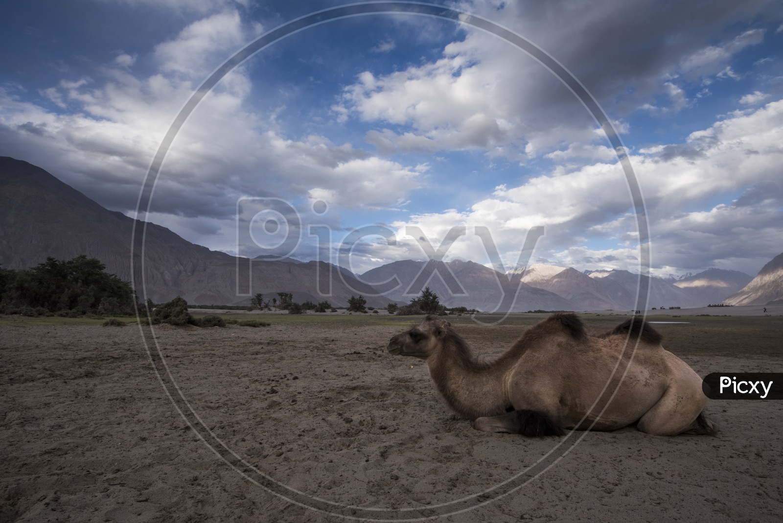 Landscapes of leh - mountains, camel & coulds