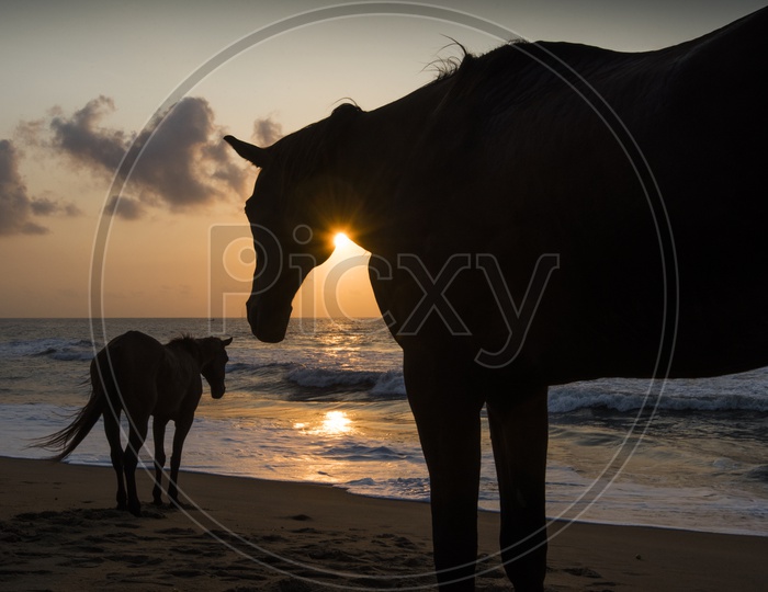 Horses in Beach and Sun rays
