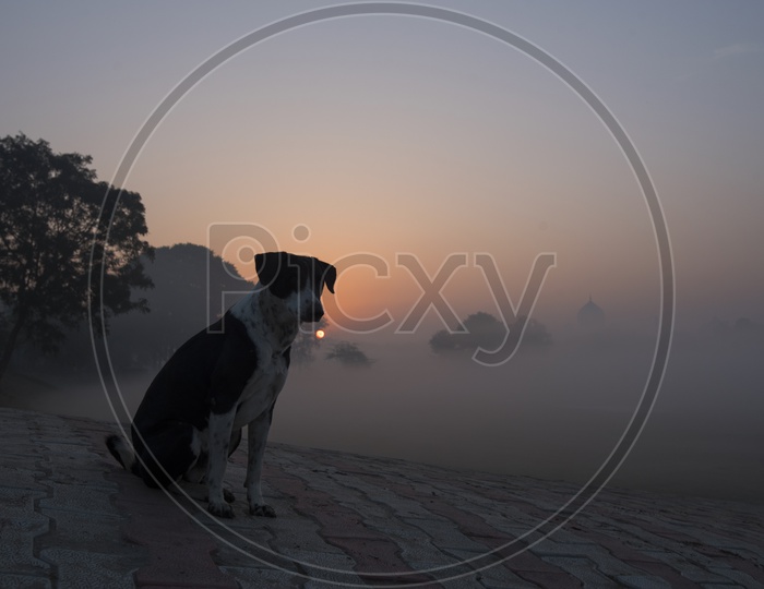 Dog on Foot Path near Taj Mahal