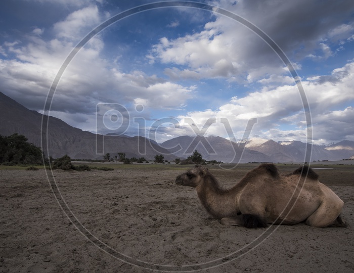 Landscapes of leh - mountains, camel & coulds