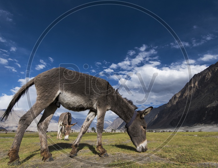 Donkey eating Grass