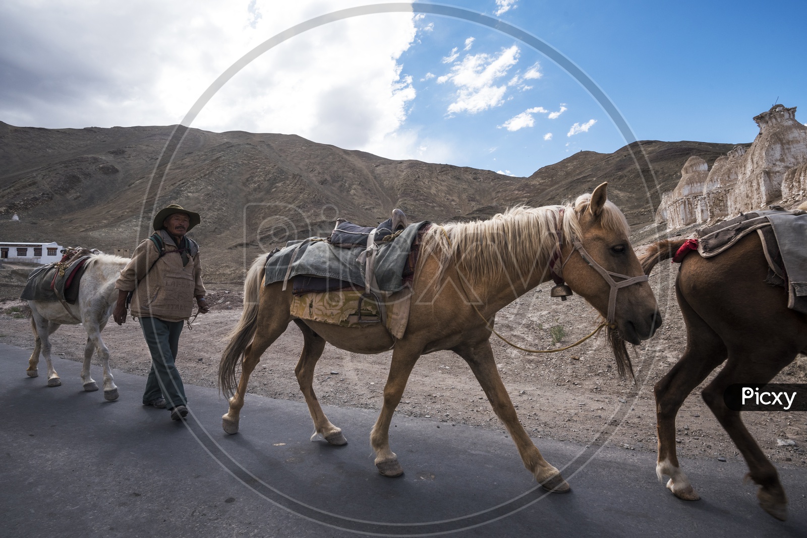 Horse Herder and Horses on Road