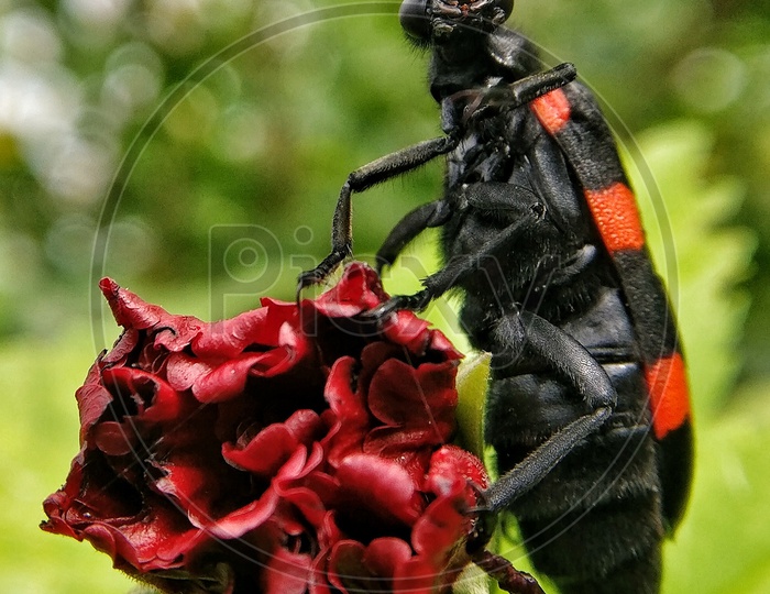 An Insect macro