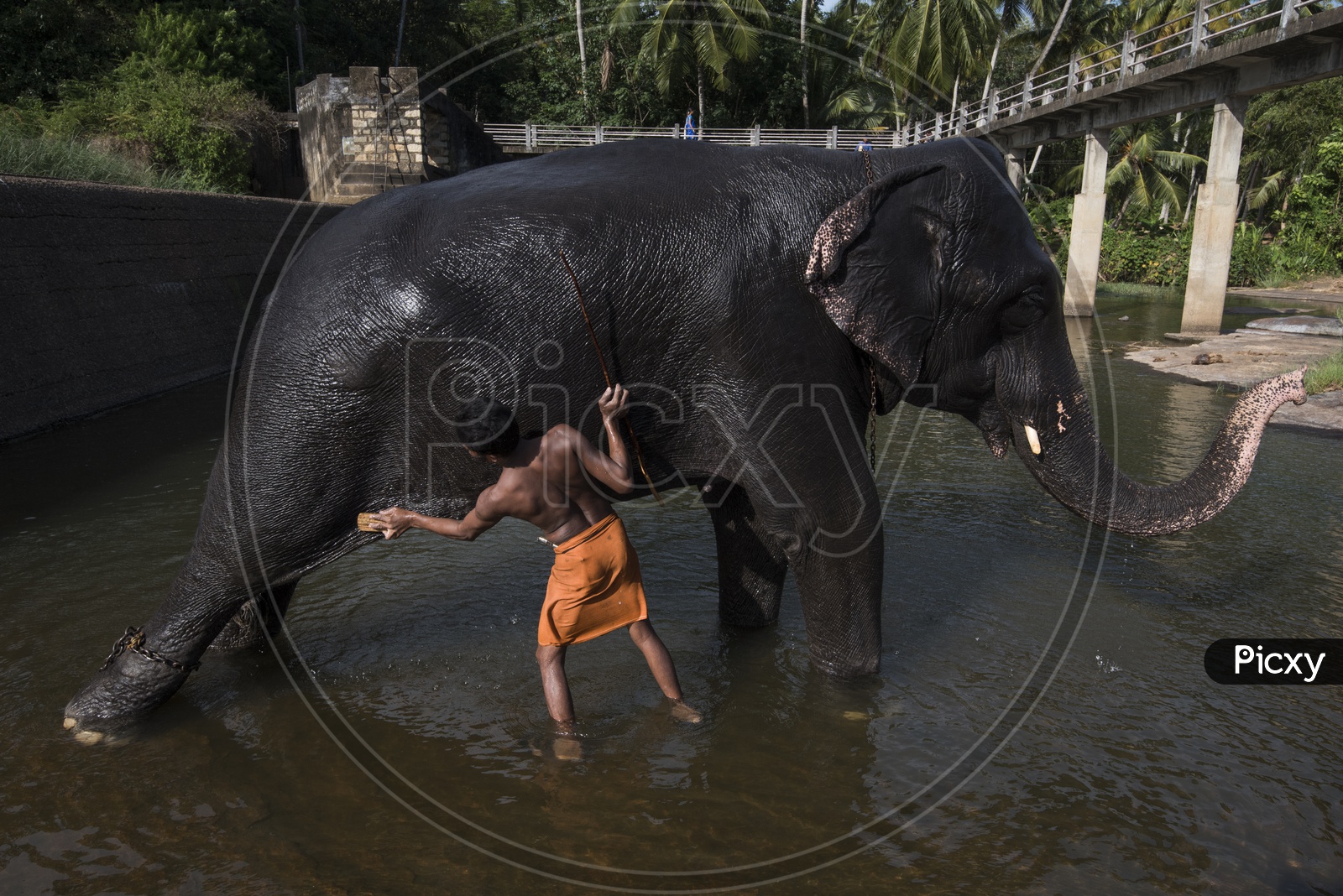 Man Cleaning Elephant