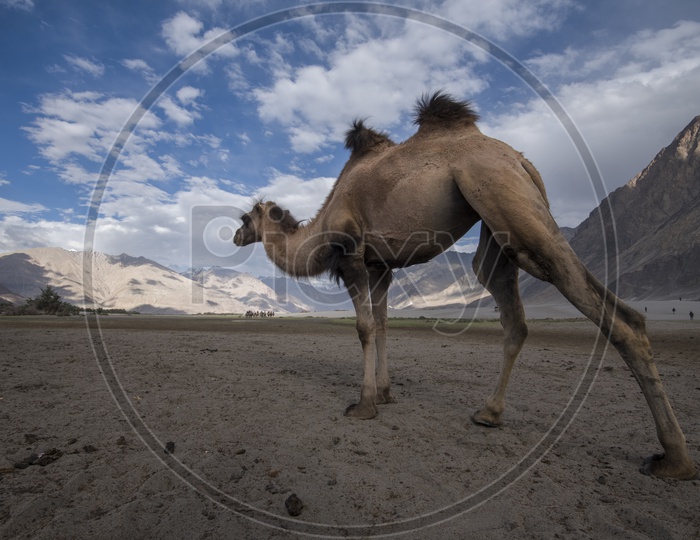 Bactrian Camel in Nubra Valley