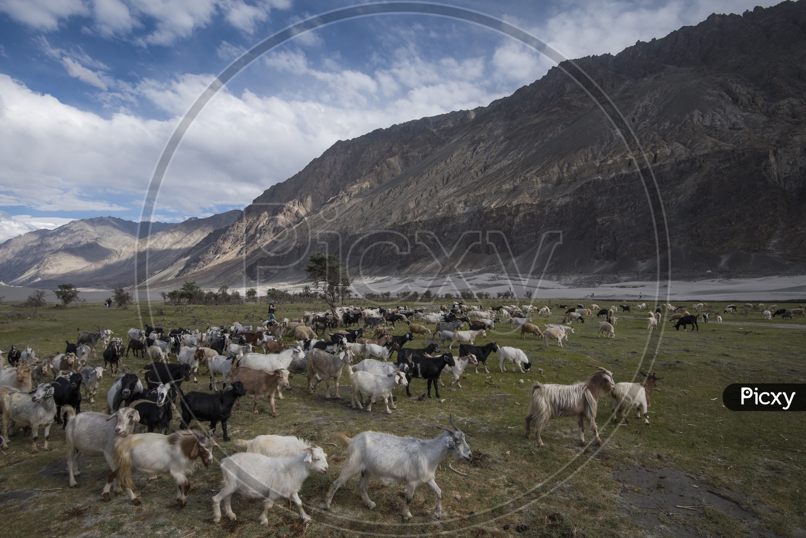 Landscapes of Leh - Mountains, Lake & goats