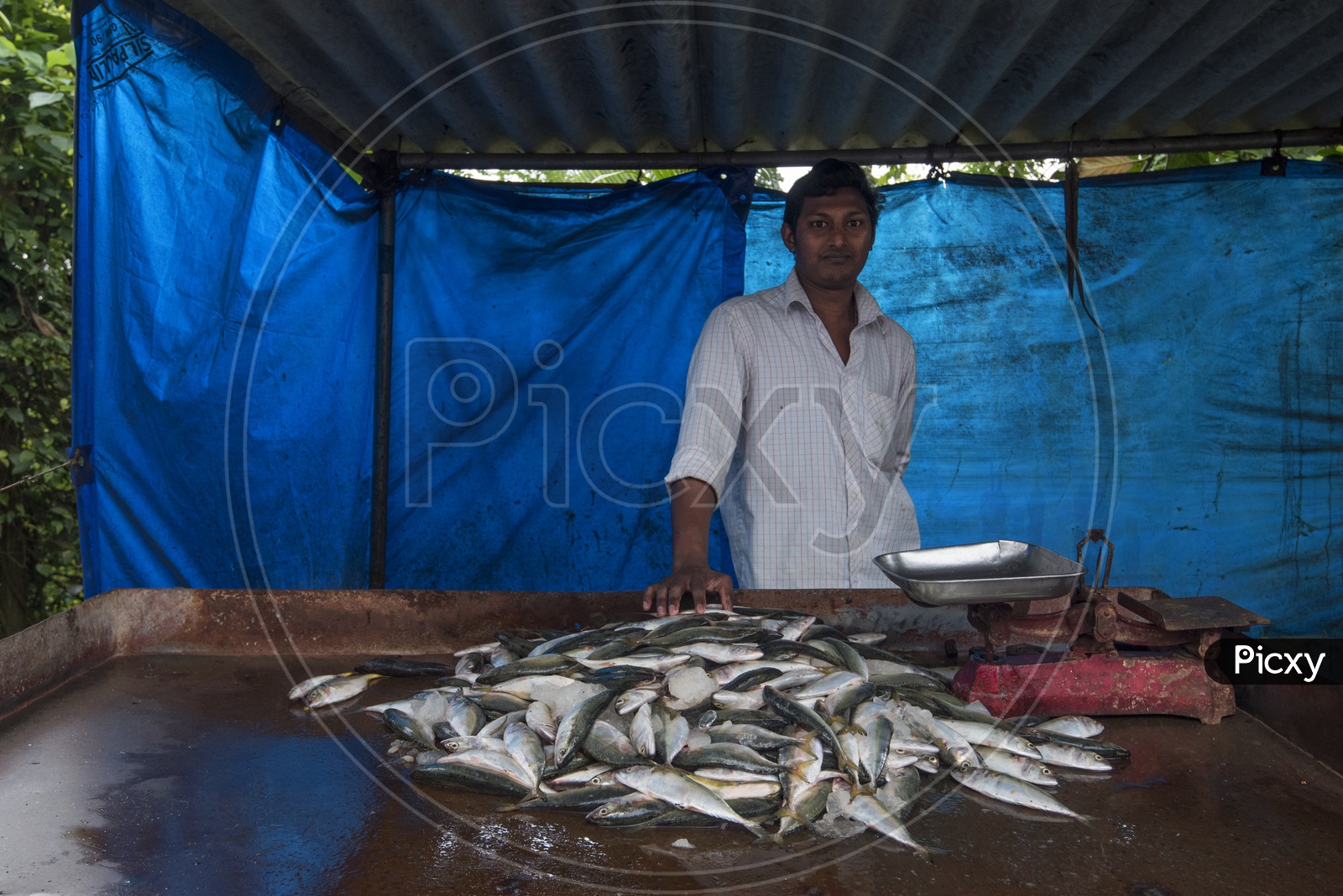 Man Selling Fishes
