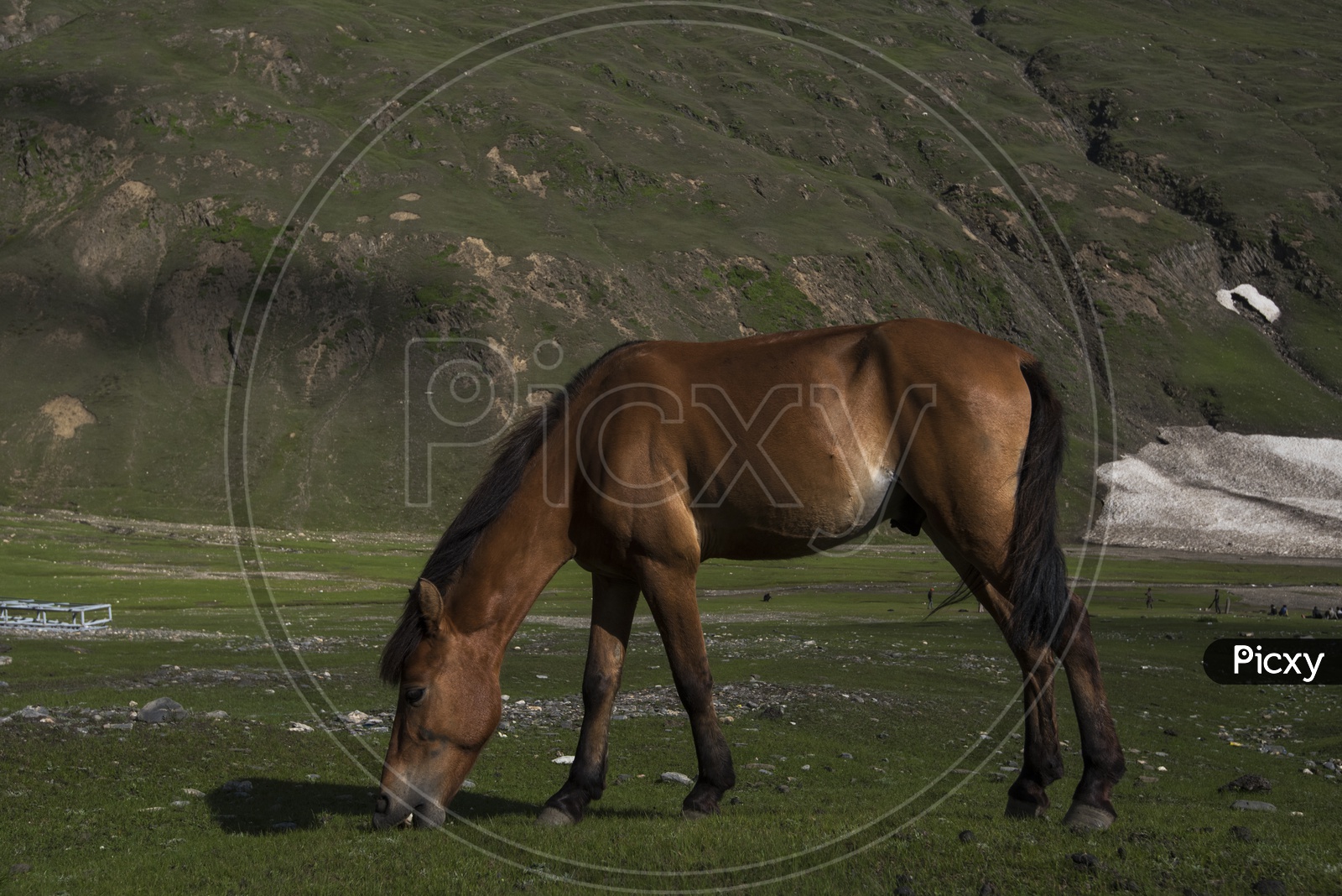 Horse eating Grass