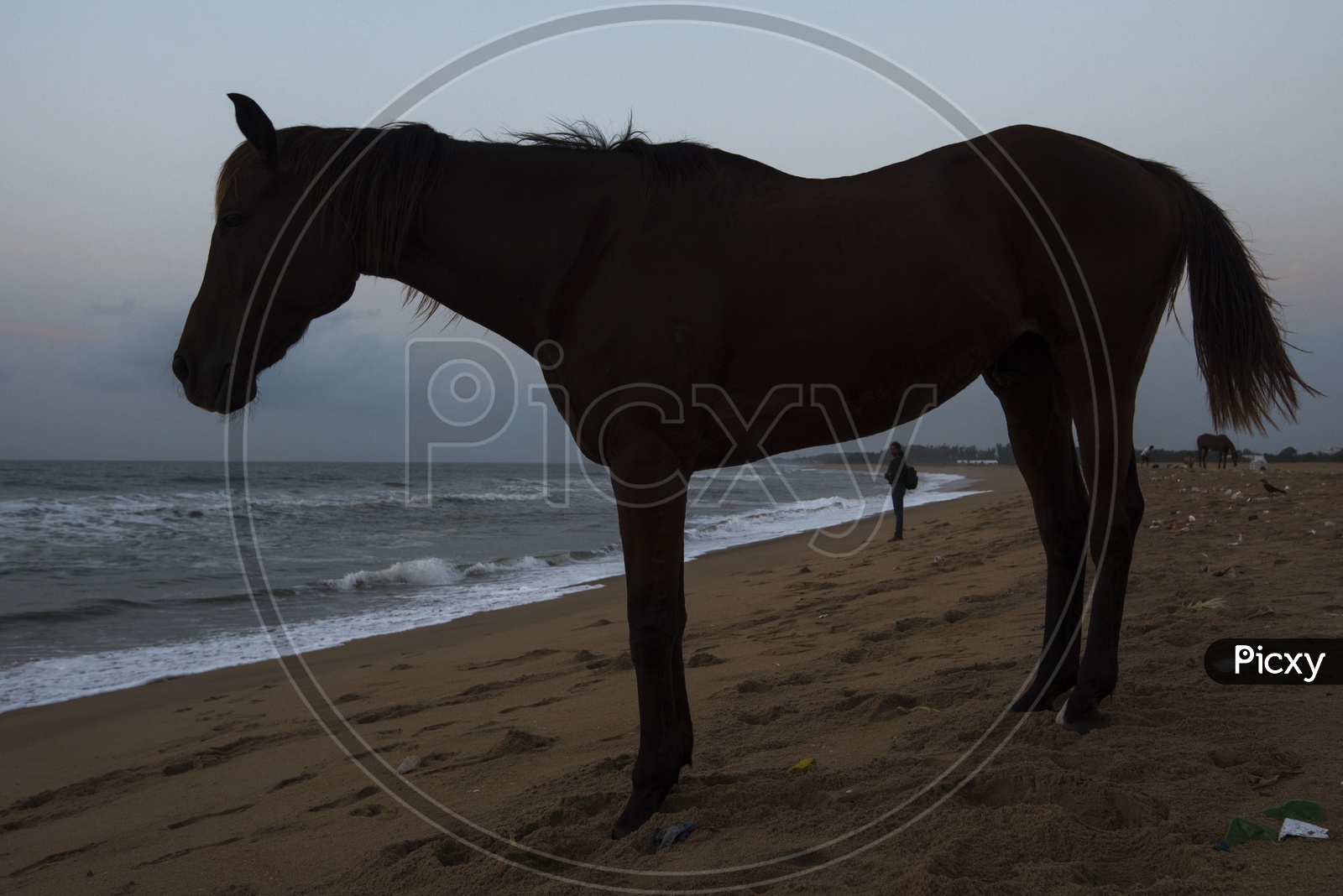 Horse in Beach