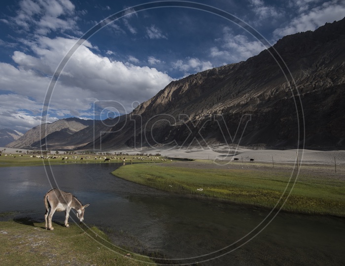 Landscapes of Leh - Mountains, Lakes & a dog