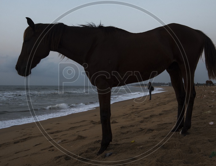 Horse in Beach