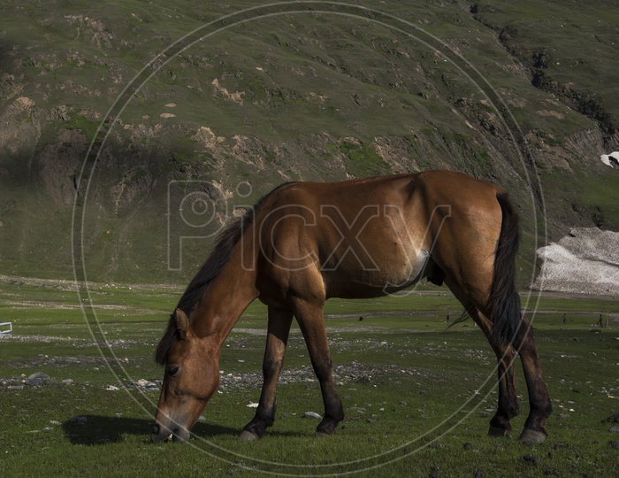 Horse eating Grass