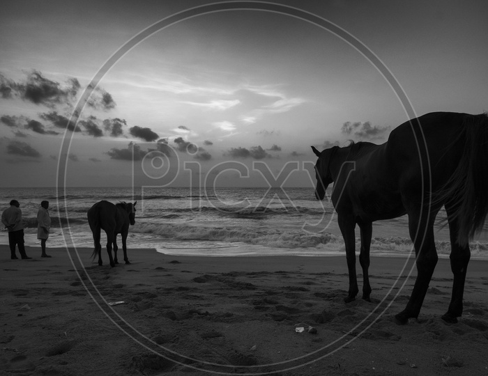 Horses and people in Beach