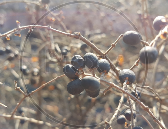 Blackthorn (Prunus Spinosa) Ripe Fruits on the tree