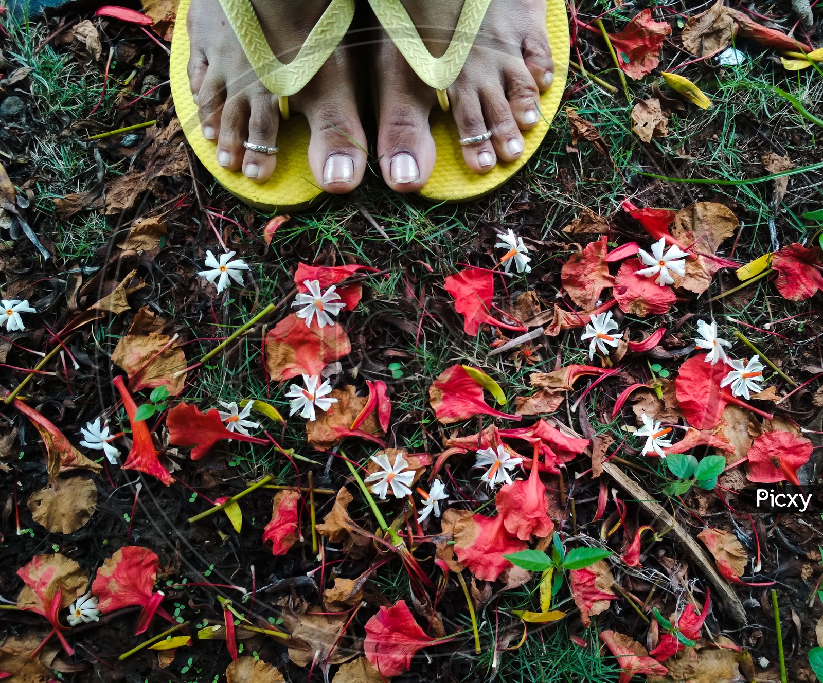 Foot an Indian Woman with yellow slippers and flower petals around