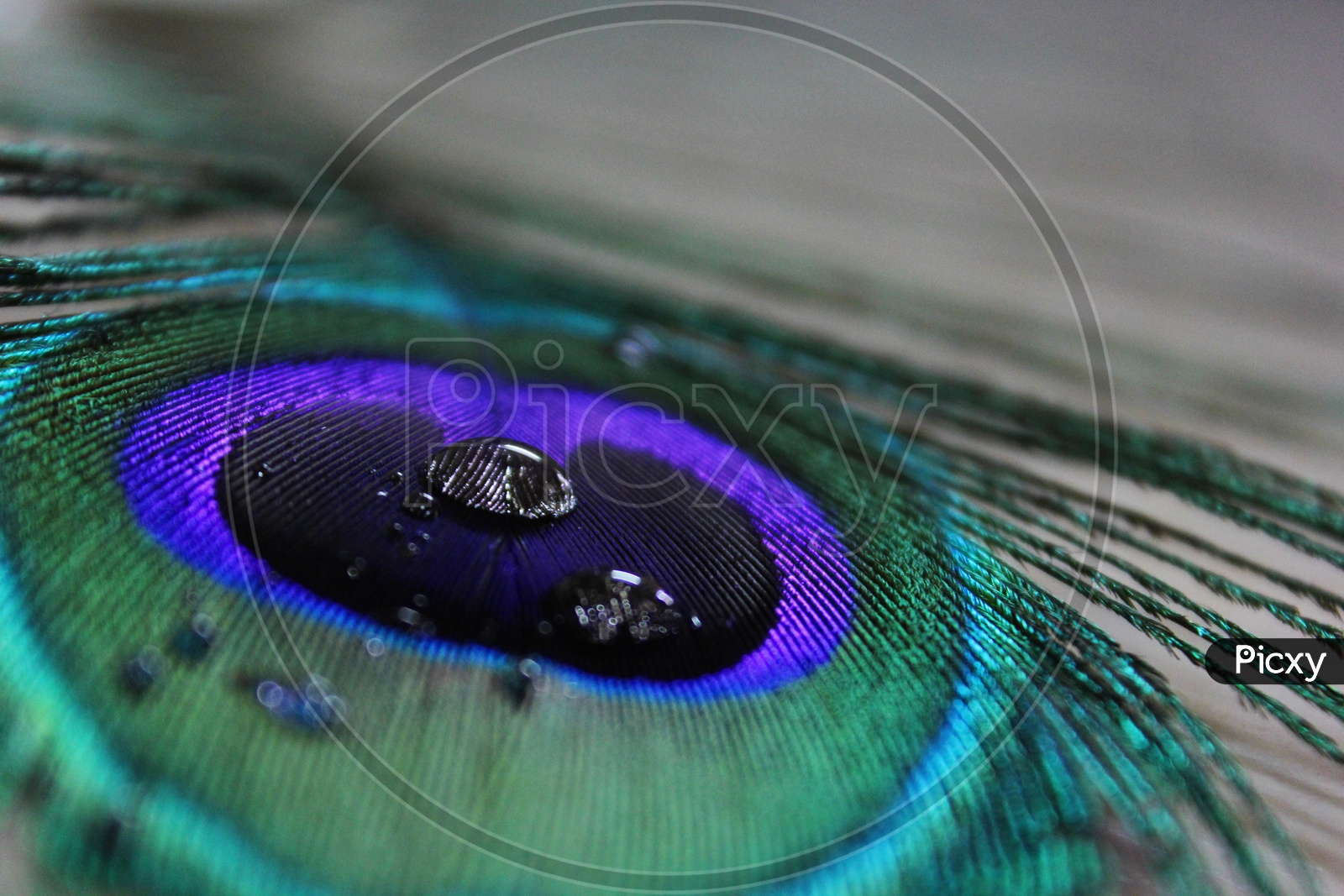 Close up of a peacock feather