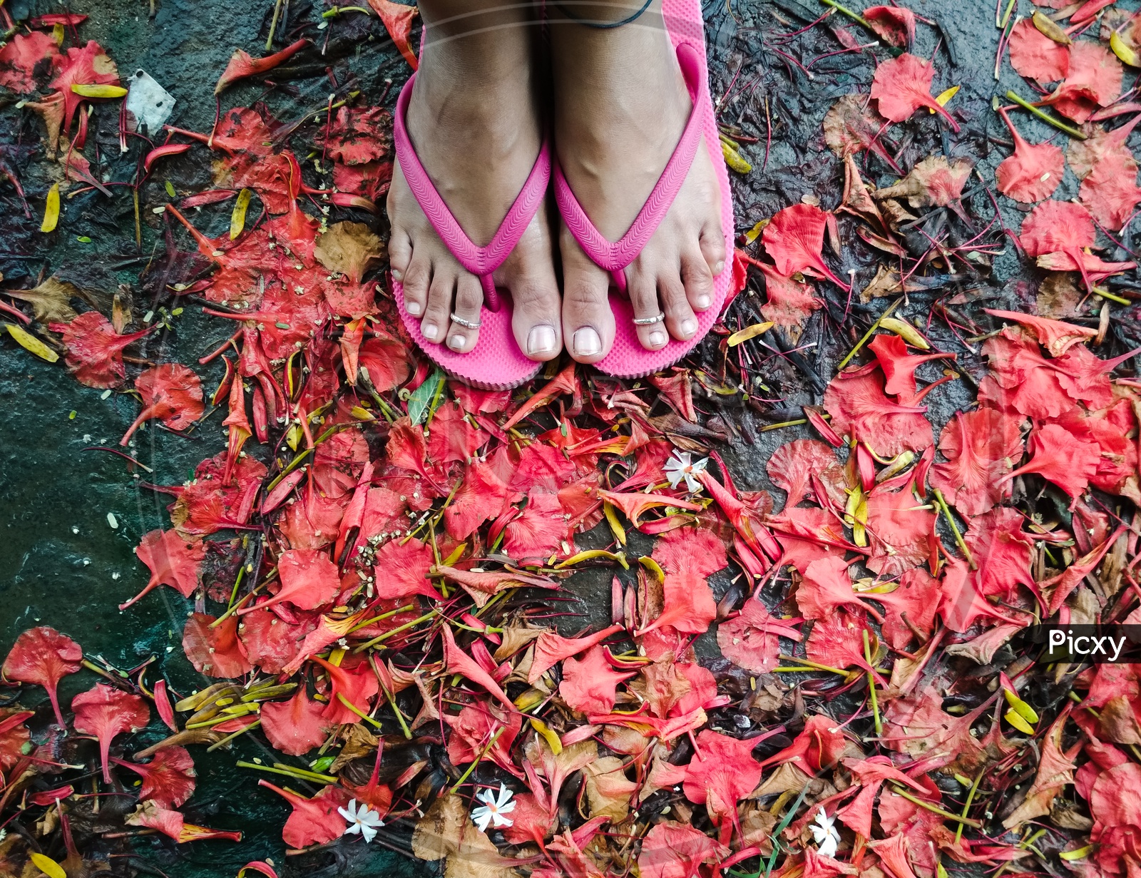 Foot an Indian Woman with pink slippers and flower petals around