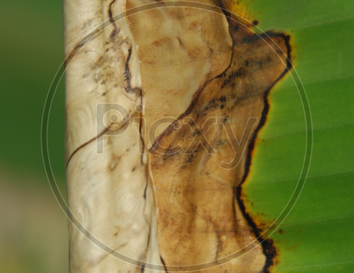 Abstract Banana Leaf Texture