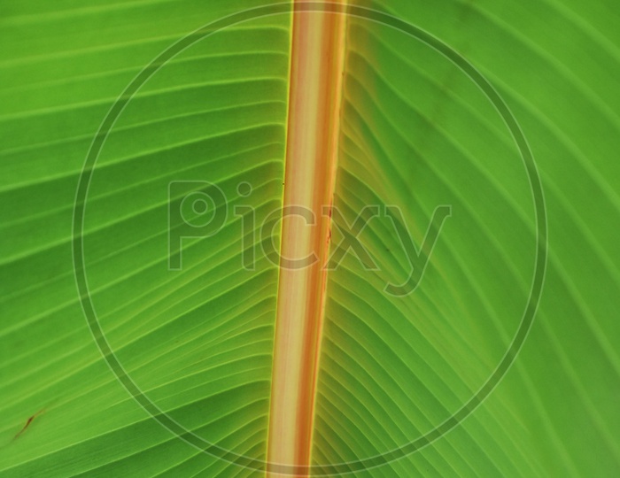 Abstract Banana Leaf Texture