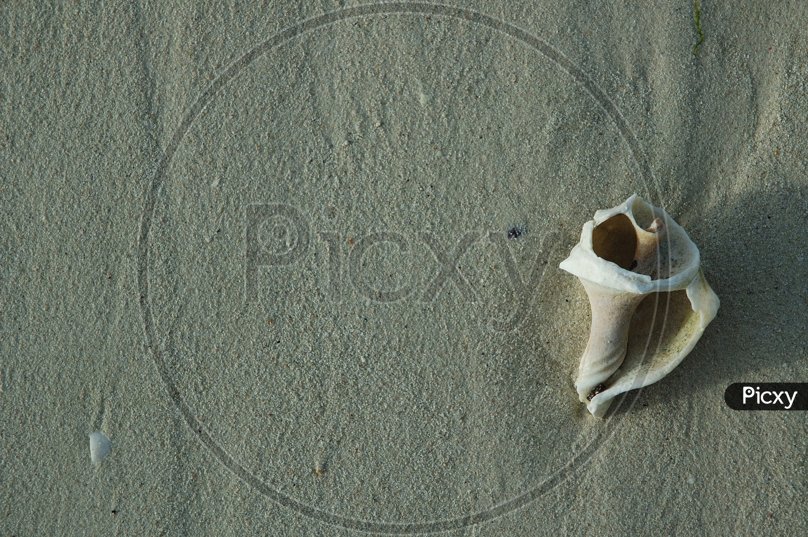 Sea shell in a beach