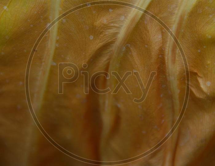 Abstract Leaf Texture
