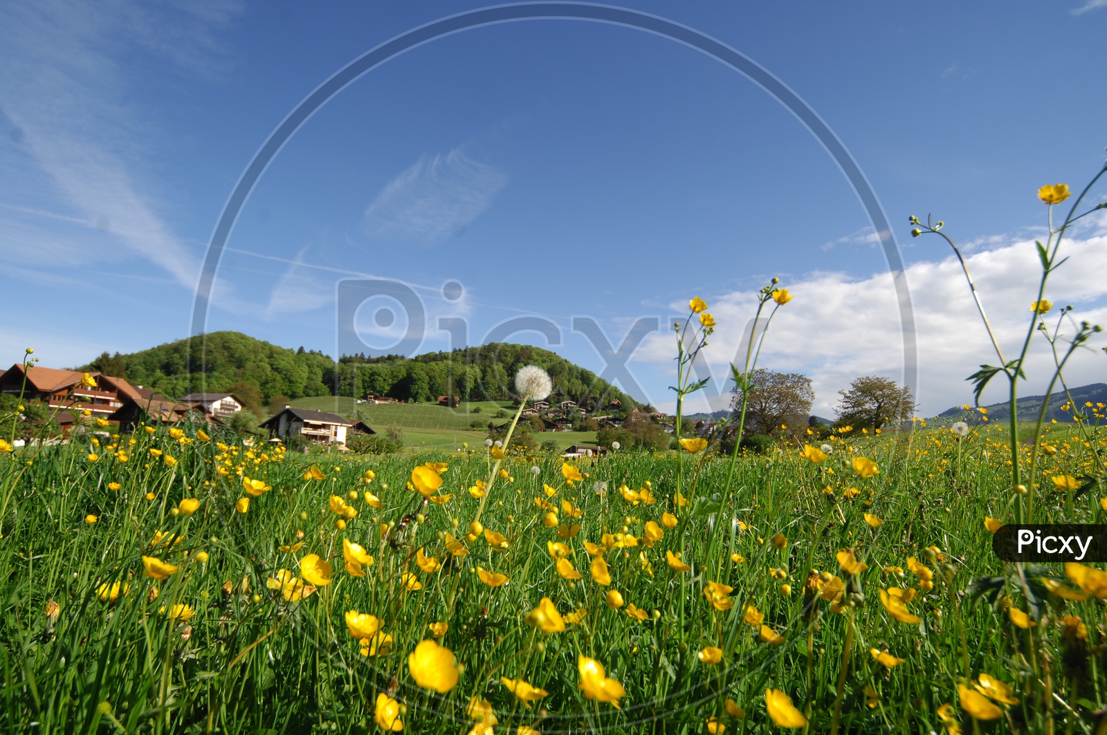 Yellow colour flowers in a farm