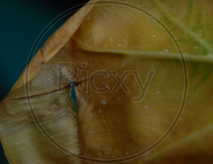Abstract Leaf Texture