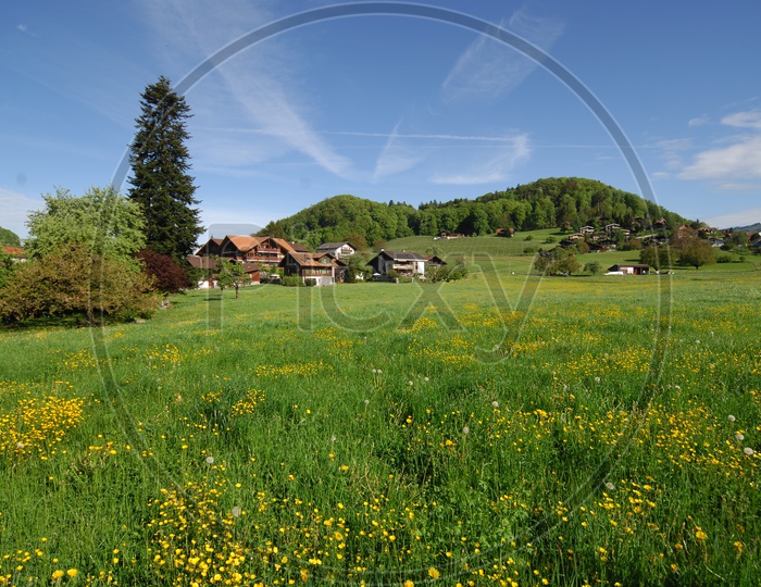 Swiss houses in the meadows and alpine garden in the fore ground