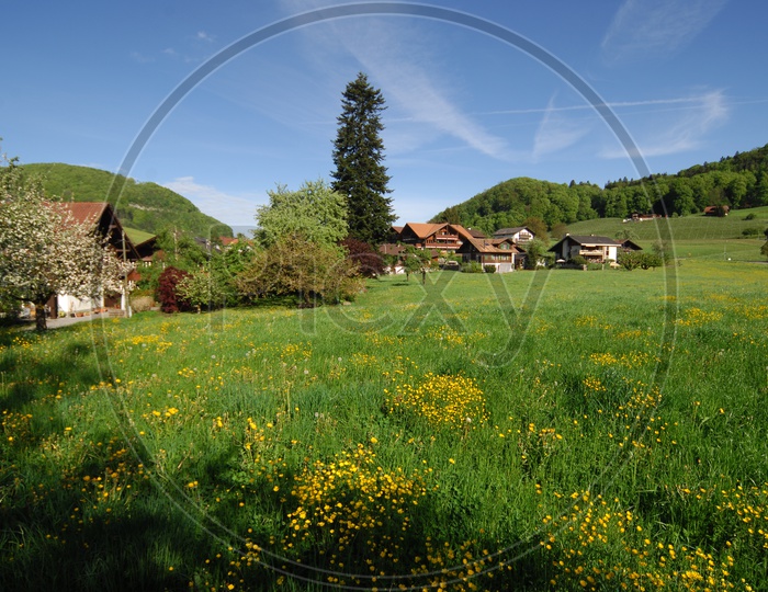 Swiss houses in the meadows with alpine gardens in the fore ground