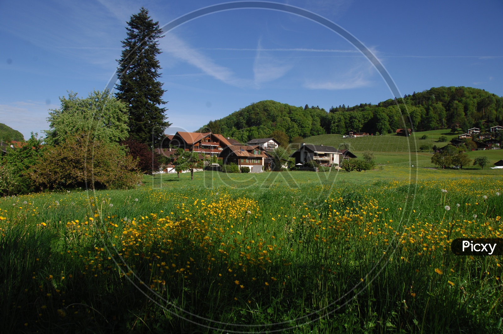 Swiss houses in the meadows and alpine garden in the fore ground