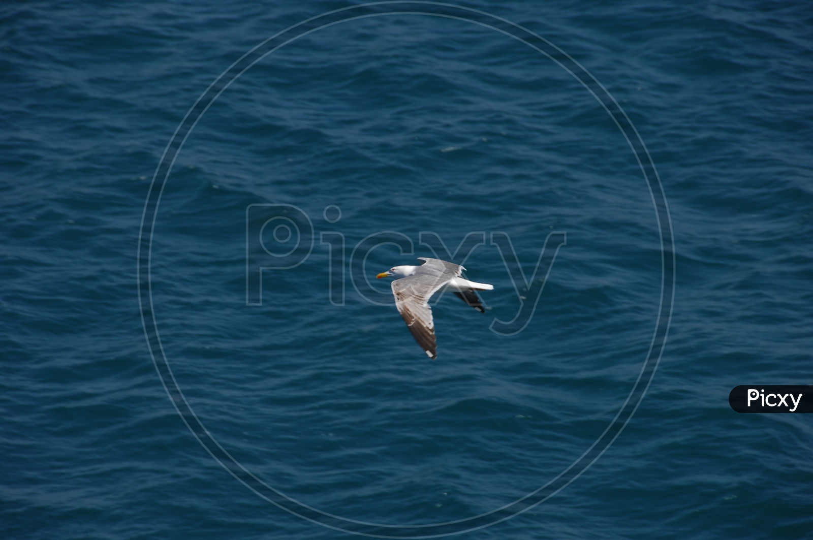 Bird flying across the sea - Blue waters