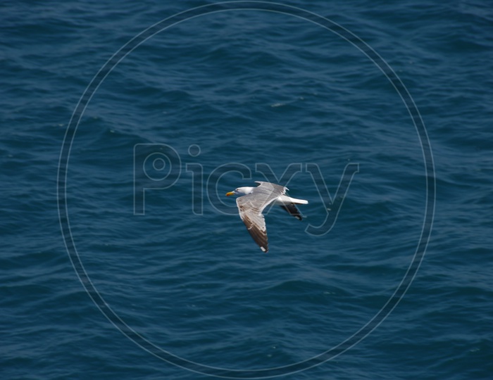 Bird flying across the sea - Blue waters