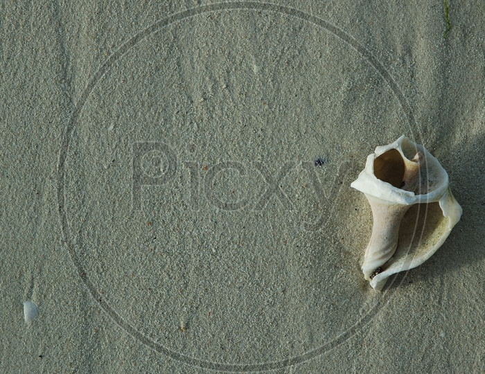 Sea shell in a beach