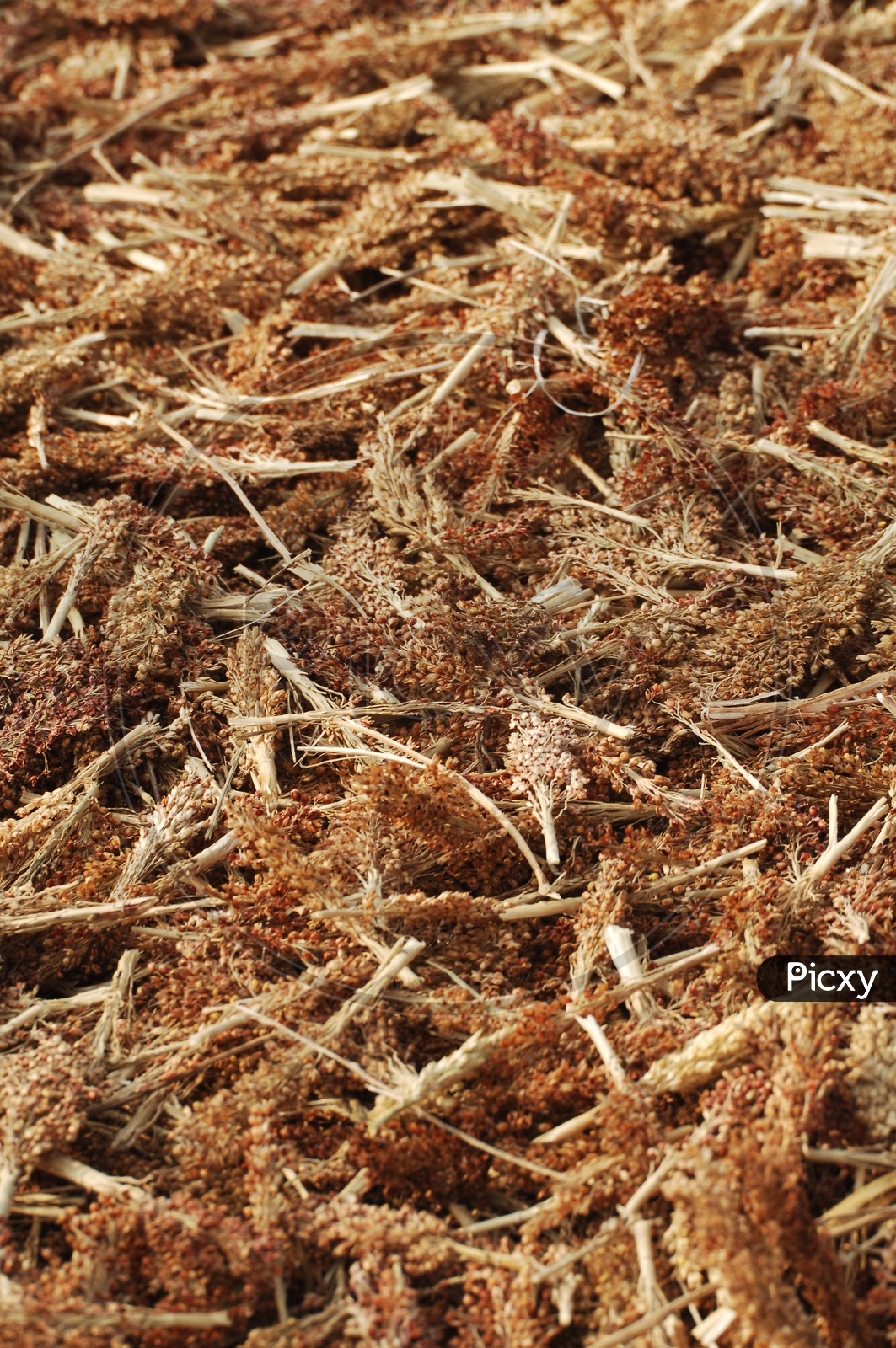 Dried Ragi (Indian Millet ) Ears Piled In a Field