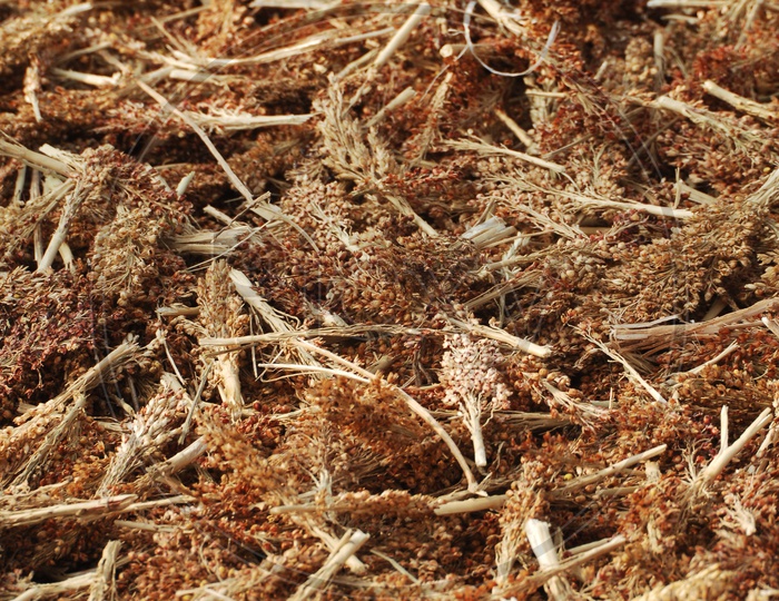 Dried Ragi (Indian Millet ) Ears Piled In a Field