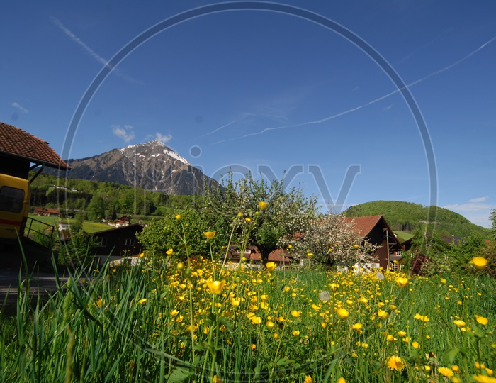 Swiss houses in the meadows with  Swiss alps in the background and alpine garden in the fore ground